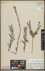 Foto von Salix repens subsp. rosmarinifolia (L.) Andersson